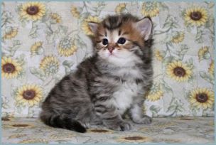 Female Siberian Kitten from Deedlebug Siberians